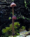Mycena sanguinolenta image