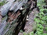 Laetiporus conifericola image
