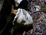 Laetiporus conifericola image