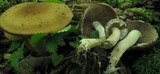 Psathyrella delineata image