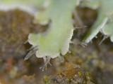 Heterodermia speciosa image