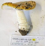 Amanita aprica image