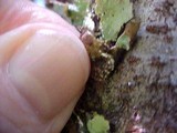 Platismatia glauca image