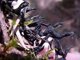 Hypogymnia imshaugii image