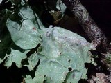 Platismatia lacunosa image