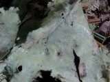 Platismatia glauca image