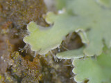 Heterodermia speciosa image