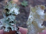 Platismatia glauca image