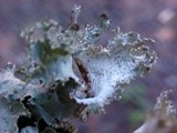 Platismatia glauca image