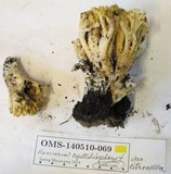 Ramaria cystidiophora var. citronella image