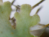 Heterodermia speciosa image
