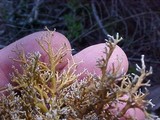 Sphaerophorus tuckermanii image