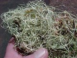 Alectoria sarmentosa image