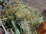 Alectoria sarmentosa image