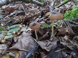 Leptonia fuligineomarginata image
