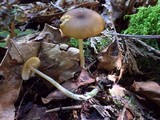 Leptonia fuligineomarginata image