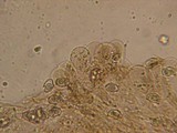 Leptonia fuligineomarginata image