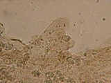 Leptonia fuligineomarginata image