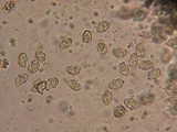 Leptonia fuligineomarginata image
