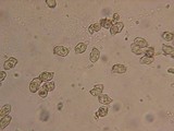 Leptonia fuligineomarginata image