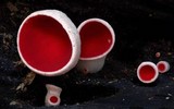 Phillipsia subpurpurea image