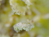 Heterodermia speciosa image