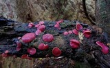 Phillipsia subpurpurea image