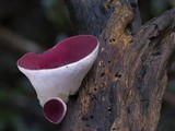 Phillipsia subpurpurea image