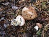 Suillus luteus image