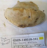 Fomitopsis ochracea image