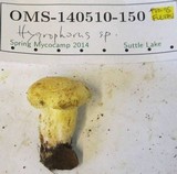 Cantharocybe gruberi image