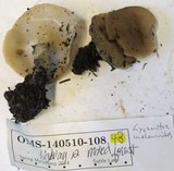 Gyromitra melaleucoides image