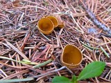 Geopyxis carbonaria image
