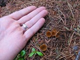 Geopyxis carbonaria image