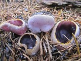 Peziza violacea image