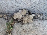 Coprinopsis variegata image