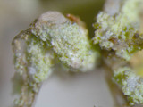Heterodermia speciosa image