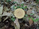 Polyporus leptocephalus image