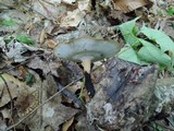 Polyporus leptocephalus image