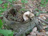Megacollybia rodmani image