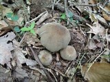 Megacollybia rodmani image