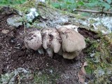 Megacollybia rodmani image