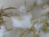 Heterodermia speciosa image