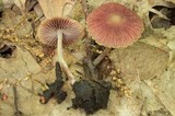 Psathyrella bipellis image