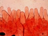 Psathyrella bipellis image
