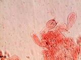 Psathyrella bipellis image