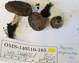 Pholiota highlandensis image