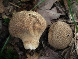 Lycoperdon nigrescens image
