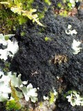 Polychidium muscicola image