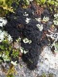 Polychidium muscicola image
